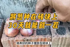 砖块上种葱，30天割一茬，只需草木灰、水，一年四季不愁吃！