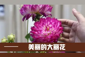 园艺师教你，大丽花在什么季节开花，以及如何养护的技巧