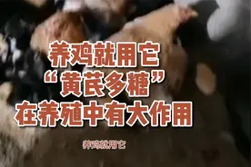养鸡就用它，黄芪多糖在养鸡中有大作用