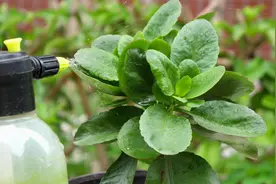 长寿花根旺叶子薄？每7天喷1次营养液，叶子翠绿又肥厚视频封面