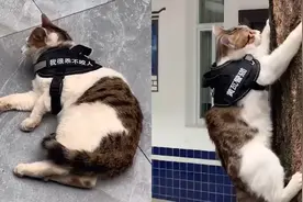 出生就有编制！成都黄瓦派出所有只警猫，来看下它的“工作”日常