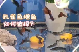 胡萝卜素是孔雀鱼增色的决定因素，鱼不吃咋办？穷养鱼实验第二季