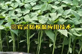 噁霉灵治根腐病效果明显，如何使用效果更好？