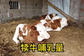 人工喂养犊牛每天喂几斤奶合适，少不饱多就涨肚，小薛教大家一招