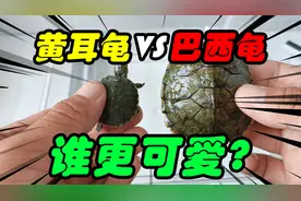 网上买了只萌萌哒的黄耳龟！深水游泳来去自如！和巴西龟比谁可爱