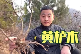 爬到2000米的山顶，找到三棵黄栌木盆景树桩，有你喜欢的吗？视频封面