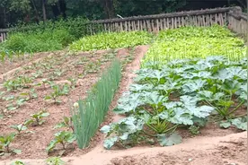 毛主席在延安种过的菜地真不错视频封面