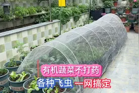 包菜长满各种虫 每天捉不完 罩上防虫网保护 各种飞虫一网搞定