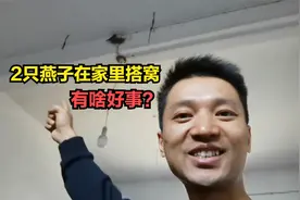 早上一开门，发现2只燕子在家里搭窝，难道有什么好事发生吗视频封面