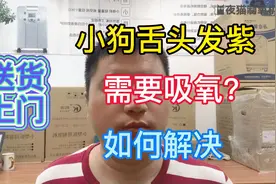 小狗舌头发紫也需要吸氧？看爱心主人和夜猫如何解决