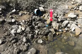 养殖场排水口竟发现值钱蟹窝，而且不止一只，阿明一窝端赶紧溜视频封面