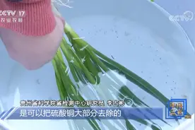 “染色香葱”蓝色物质属“波尔多液”，危害性较低