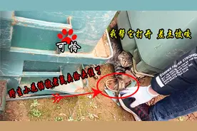 野生猫被老鼠夹夹住了，我去救它反而差点被咬。最后猫腿都夹断了视频封面