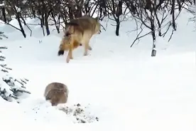 美洲獾被2匹野狼包围，个头小脾气还挺大，打得狼屁滚尿流！