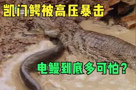 鳄鱼被高压电击中,几乎全身瘫痪，电鳗才是水底杀手？视频封面