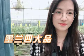 墨兰四大品，第一个品种花色罕见，香味扑鼻还好养，从未让人失望视频封面