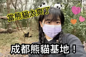 台湾美眉兴奋打卡成都熊猫基地!直呼:好想当熊猫好爽啊!视频封面