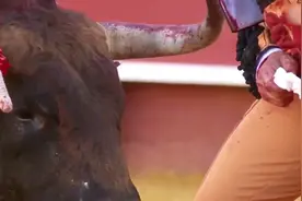 心痛！斗牛士为公牛擦眼泪 随后残忍杀死了牛 动物保护组织怒了视频封面