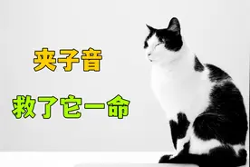 猫也会夹子音？