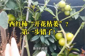 种西红柿为何“开花”就枯死？不是缺肥，只因做错一件事