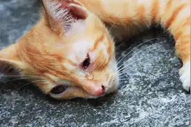 猫为什么总喜欢离家出走？原来这和它的主人有关视频封面