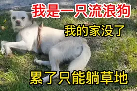我是一只流浪狗，自从主人不要我了，只能睡草地 每天都很害怕视频封面