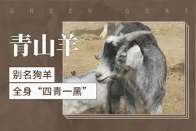 青山羊——别名狗羊，全身“四青一黑”
