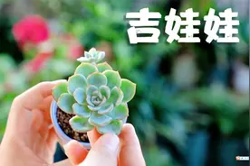 你家养有吉娃娃吗？教你3招，从不摊大饼