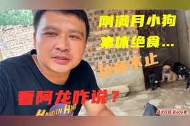 杀人犬幼崽刚出满月，7条小狗全部不吃不喝，看阿龙怎么解决吧？视频封面