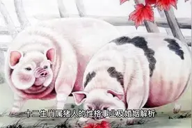 十二生肖属猪人的性格事业及婚姻解析视频封面
