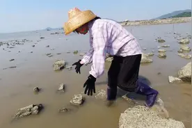 阿渔妹浑水摸蟹，几十块一斤的兰花蟹抓了一只又一只，乐坏了视频封面