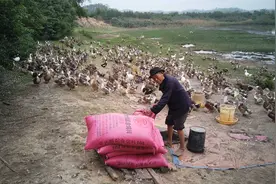 老人养1000只鸭，每天吃500多元饲料，要养100天左右才能卖视频封面