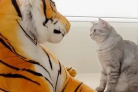 第一次见到“老虎”猫咪会害怕吗？主人亲测，没想到猫咪这么怂