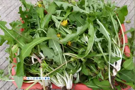 又到了采野菜的季节，余老太带你认识一下蒲公英和马兰头吧视频封面