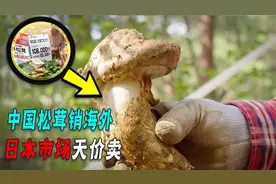 从无人问津到6000一两，日本吃货疯抢的松茸，为啥中国人看不上？视频封面