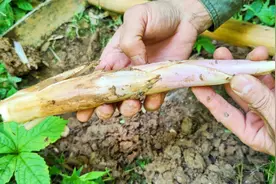 大叔去竹林挖竹鞭笋，一挖一个准，原来鞭笋要这样挖，你学会了吗