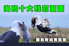 海鸥十大凶残瞬间，原以为海鸥很可爱！没想到海鸥会这么凶残！视频封面