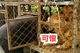 一只金毛能惨到何种程度？每年生2窝小狗，8岁后主人却这样对它视频封面