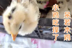 小鸡吃撑了怎么办？主人用一件物品成功为小鸡消食，看看是什么视频封面