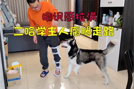 主人脚受伤，二哈却故意学主人一瘸一拐走路，大家千万憋住别笑视频封面