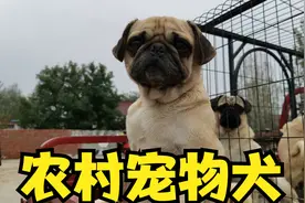 汉中农村狗集10元买个边牧串，八哥犬柯基犬偶见，宠物犬乡下冷遇视频封面