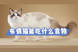 布偶猫能吃什么食物？铲屎官应该知道