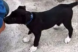 狗“四蹄踏雪”，老人不让养，尾巴带白不能抱回家