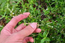 “六月雪”大家认识吗？常见生长在路旁边，一起认识与了解下