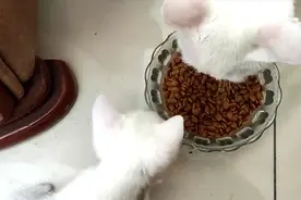 第一次喂小奶猫吃猫粮，尝试给它们断奶！