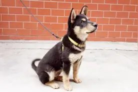 50元的农村镇宅“神兽”，老人说捡到宝了，铁包金土狗