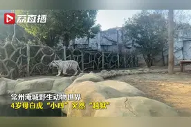 常州母白虎越狱到东北虎场馆找对象 网友：虎年不做单身虎