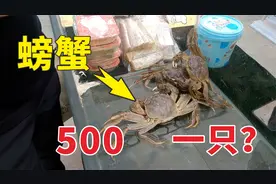 你见过500一只的螃蟹吗？凭啥卖这么贵，现场为你揭晓！视频封面