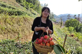 农村姑娘巧制摘柿子工具，爬上5米高的柿树，一摘一个准收获满满