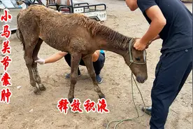 小马腿瘸了，兽医巧放积液治好了，母马和小马团聚真幸福